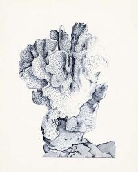 Blue Antique Coral IV | Obraz na stenu