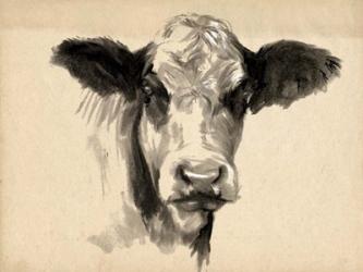 Charcoal Cow II | Obraz na stenu
