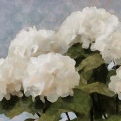 Sunday Flowers I | Obraz na stenu