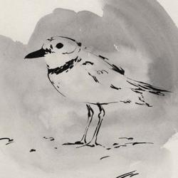 Inky Plover II | Obraz na stenu