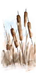 Watercolor Cattail Study II | Obraz na stenu