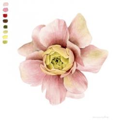 Watercolor Ranunculus Study I | Obraz na stenu