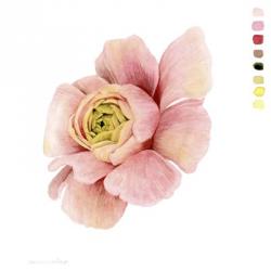 Watercolor Ranunculus Study II | Obraz na stenu