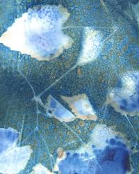 Cyanotype Leaves I | Obraz na stenu