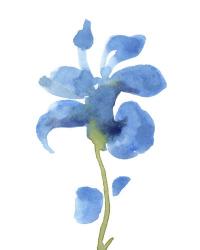 Striking Blue Iris III | Obraz na stenu