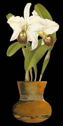 Orchids in Pot I | Obraz na stenu
