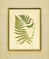 Fern with Crackle Mat (H) III | Obraz na stenu