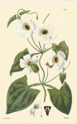 White Curtis Botanical IV | Obraz na stenu