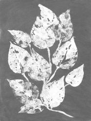 Frosty Philodendron I | Obraz na stenu