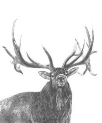 Wildlife Snapshot: Elk | Obraz na stenu