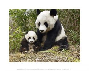Panda Mother and Cub | Obraz na stenu