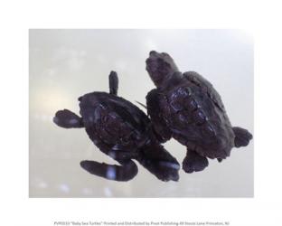 Baby Sea Turtles | Obraz na stenu