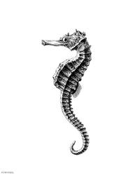 Seahorse | Obraz na stenu