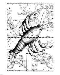 Cancer Hevelius | Obraz na stenu