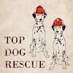 Top Dog Rescue | Obraz na stenu
