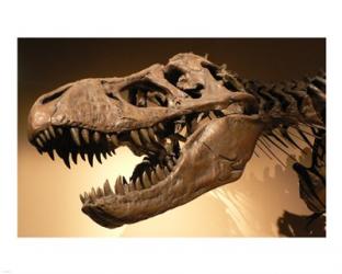 Palais de la Decouverte Tyrannosaurus Rex | Obraz na stenu
