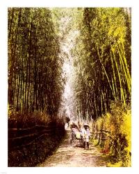 Bamboo Path | Obraz na stenu