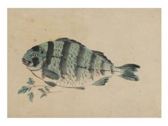 Fish | Obraz na stenu