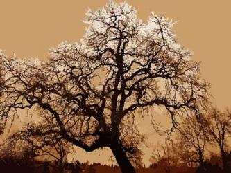 Oak Tree on Tope | Obraz na stenu