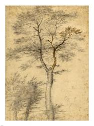 Three Studies of Trees | Obraz na stenu