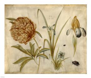 Flowers and Beetles | Obraz na stenu