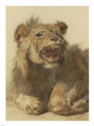 A Lion Snarling | Obraz na stenu