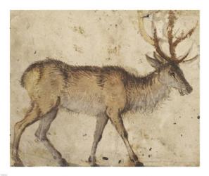 Study of a Stag | Obraz na stenu