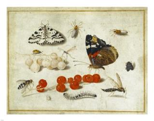 Butterflies, Insects, and Currants | Obraz na stenu