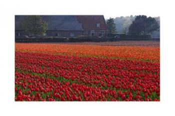 Dutch Tulip Field | Obraz na stenu