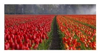Dutch Tulip Field | Obraz na stenu