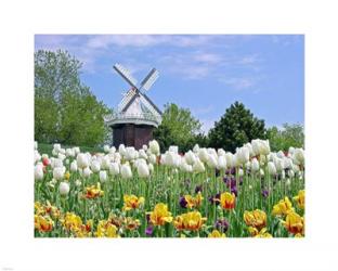 Dutch Tulip Field | Obraz na stenu