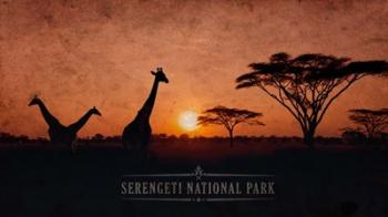 Vintage Sunset with Giraffes in Serengeti National Park, Africa | Obraz na stenu