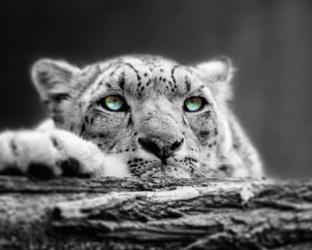 Pop of Color Snow Leopard Eyes | Obraz na stenu