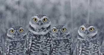 Pop of Color Burrowing Owl Family | Obraz na stenu