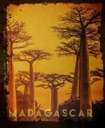 Vintage Baobab Trees in Madagascar, Africa | Obraz na stenu