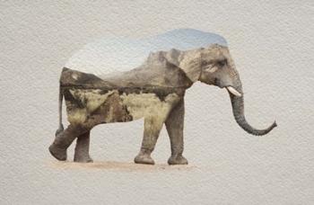 African Elephant Erongo Namibia | Obraz na stenu