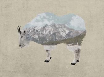 Rocky Mountain Goat | Obraz na stenu