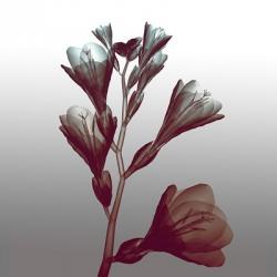 Ombre Freesia Flowers X-Ray | Obraz na stenu
