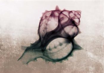 Ombre Sea Shell X-Ray | Obraz na stenu
