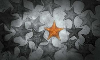 Pop of Color Orange Starfish | Obraz na stenu