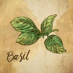 Basil on Burlap | Obraz na stenu