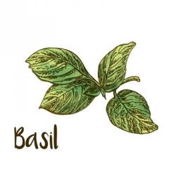 Basil | Obraz na stenu