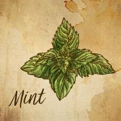 Mint on Burlap | Obraz na stenu