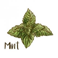 Mint | Obraz na stenu