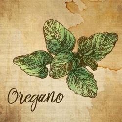 Oregano on Burlap | Obraz na stenu