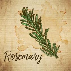 Rosemary on Burlap | Obraz na stenu