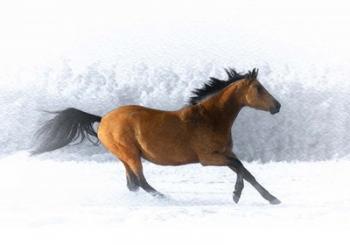 Pop of Color Running Horse | Obraz na stenu
