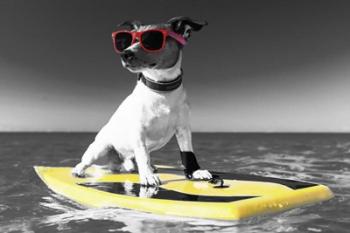 Pop of Color Surf's Up Dog | Obraz na stenu