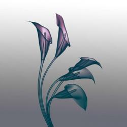 Ombre Calla Lilies X-Ray | Obraz na stenu