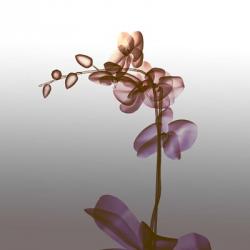 Ombre Orchid X-Ray | Obraz na stenu